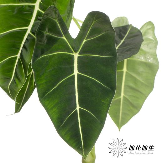 叶材 | 天鹅绒叶 商品图3