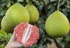 福柚来 有机青柚红心蜜柚 商品缩略图2