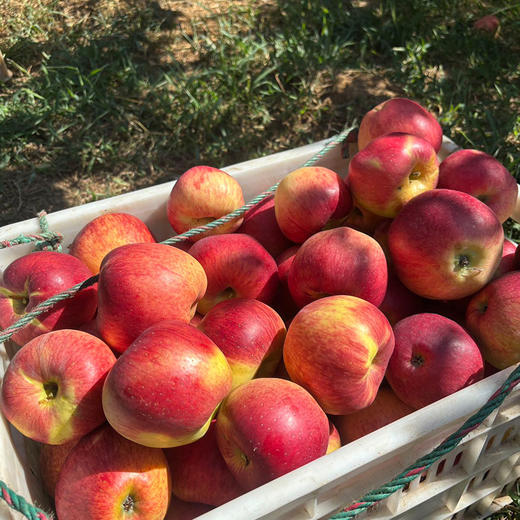 土哆哆云南昭通早熟红露苹果每天新鲜采摘下树发货，口感脆甜 商品图6