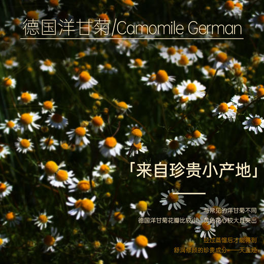 【双12大促】嘉媚乐小产地德国洋甘菊精油  保湿锁水  呵护肌肤 商品图4