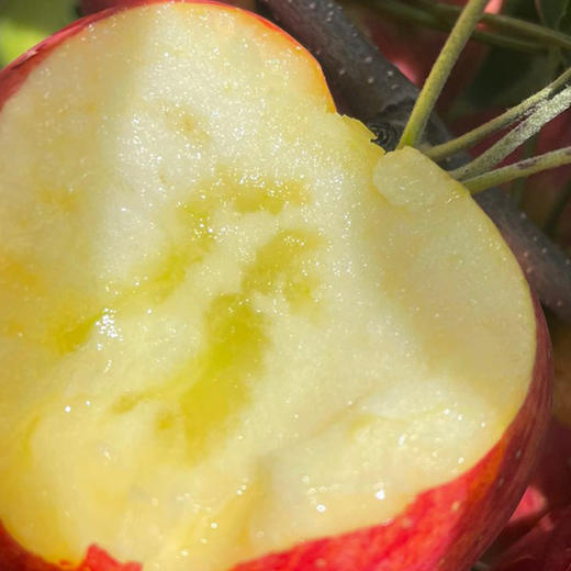 土哆哆云南昭通早熟红露苹果每天新鲜采摘下树发货，口感脆甜 商品图0