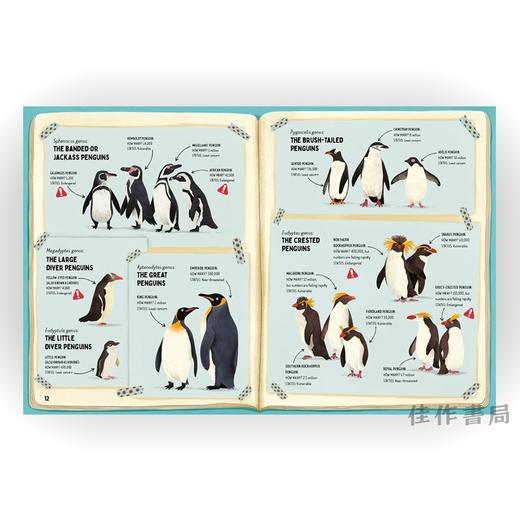 Do Penguins Like the Cold? / 企鹅喜欢寒冷吗？ 商品图4