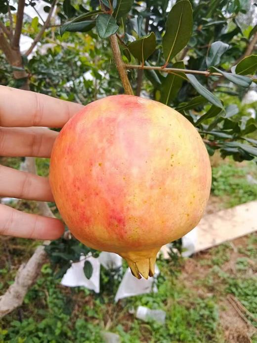 永胜程海老树突尼斯软籽石榴 商品图4