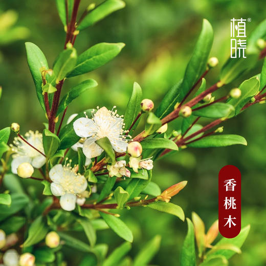 植晓 香桃木精油 5ml 商品图1