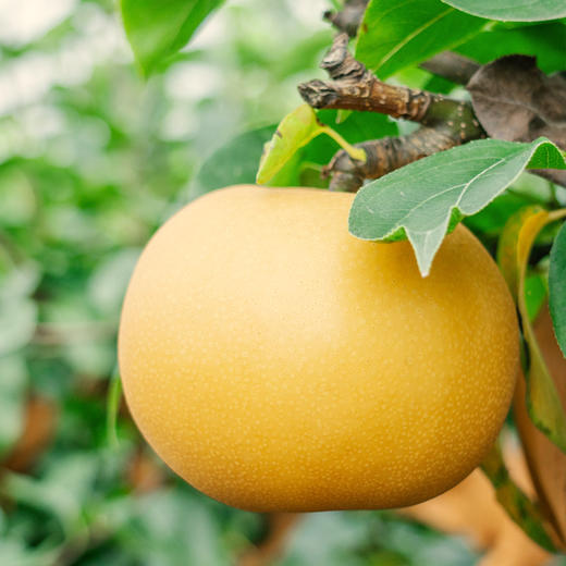 冰糖秋月梨6枚4.6-4.8斤装（新老包装随机发货）【分仓直发，72小时发货，周末节假日不发货】 商品图4