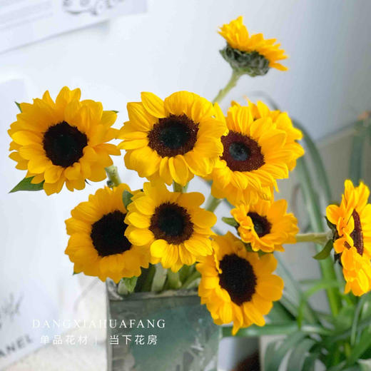 【许久未见的向日葵组合！】绿心迷你向日葵5支+黑心小花向日葵5支+泰迪小花向日葵1支/份 商品图1