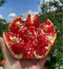 【甄选】会理突尼斯软籽石榴 源头直发 商品缩略图5