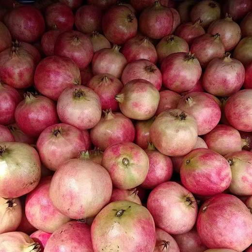 永胜程海老树突尼斯软籽石榴 商品图3