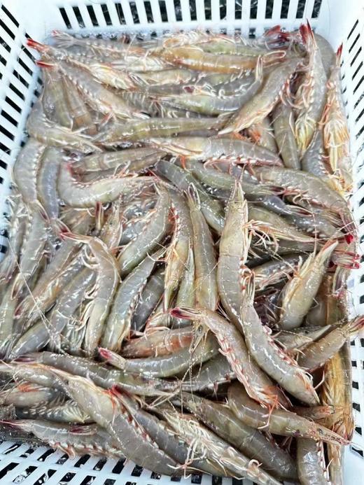 剑虾活冻 商品图1