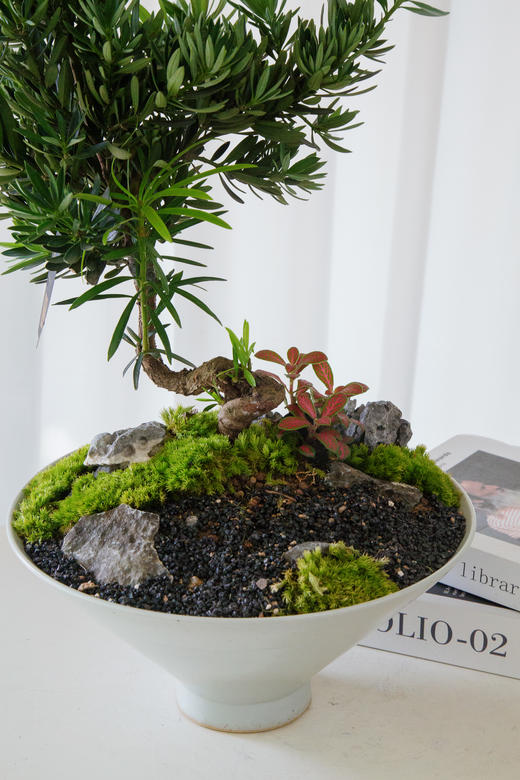 罗汉松 商品图1