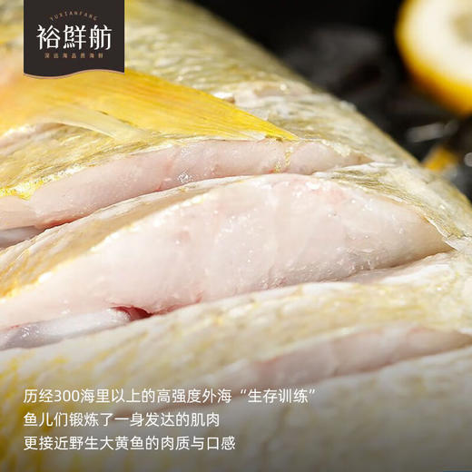裕鲜舫 300海里大黄鱼礼盒 大黄鱼原条400g*4条礼盒 1.6kg 商品图5