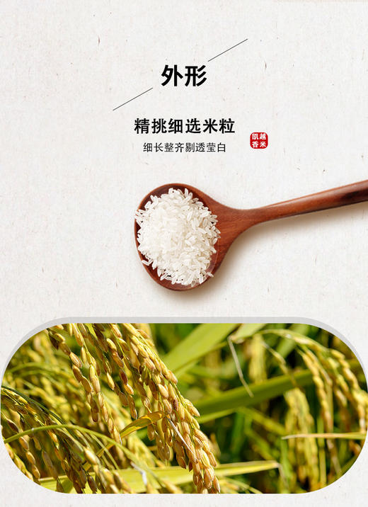 【雷州帮扶】凯越香米 5KG/袋 商品图1
