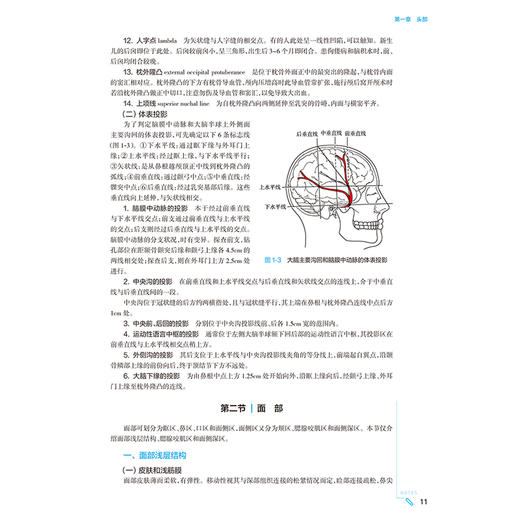 局部解剖学 第10版 局部解剖学的学习目的和学习方法 解剖器械的准备和使用 面部浅层结构 解剖面部 人民卫生出版社9787117366823 商品图4