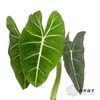 叶材 | 天鹅绒叶 商品缩略图4