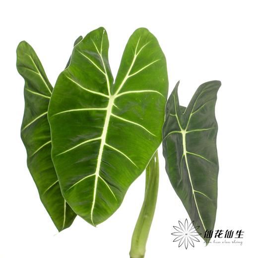 叶材 | 天鹅绒叶 商品图4