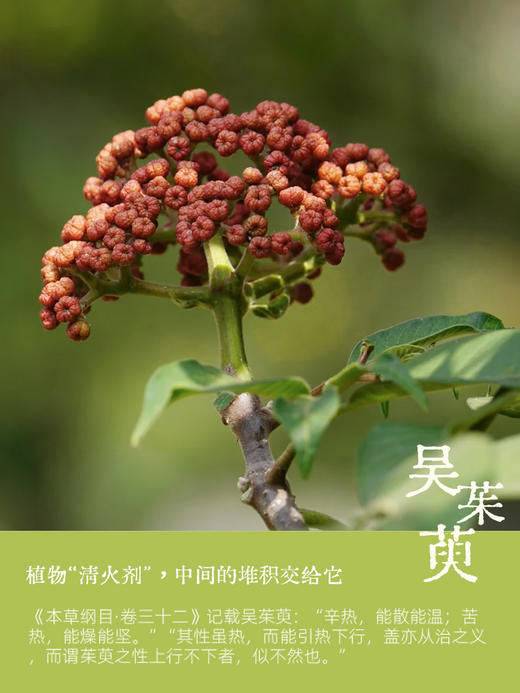 【真不二】吴茱萸系列新品足浴包30g*12包 商品图4