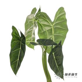 叶材 | 天鹅绒叶