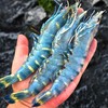 船冻黑虎虾  丰富虾青素 鲜甜肉紧 口感超赞  2.5斤/盒 商品缩略图0