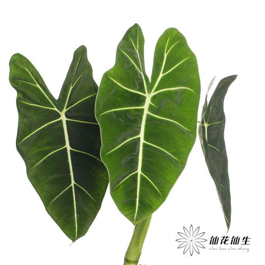 叶材 | 天鹅绒叶 商品图2