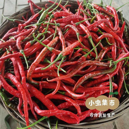 生态二荆条干辣椒 100g/袋 | 合作农友生产，来自四川，生产者：骆蓉 ＆【公平贸易农人定价】 商品图12