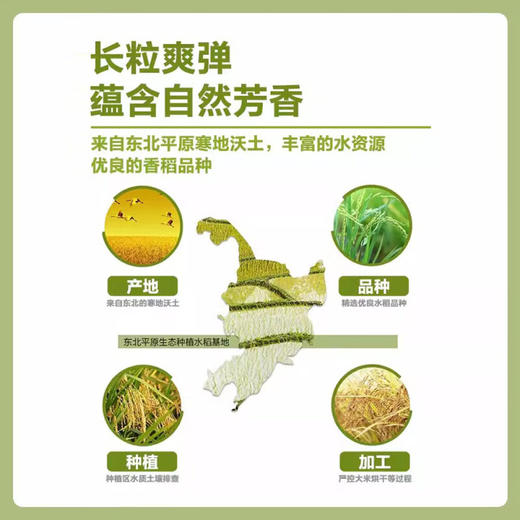 金龙鱼 清香稻长粒香米东北大米香软甜糯 5KG 商品图3