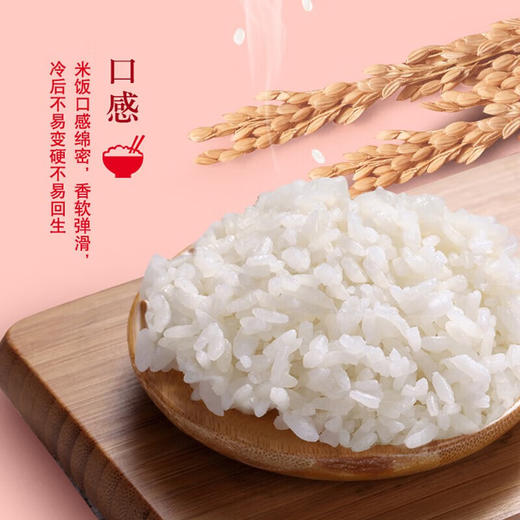金龙鱼 吉林小町大米东北大米 5kg 商品图4