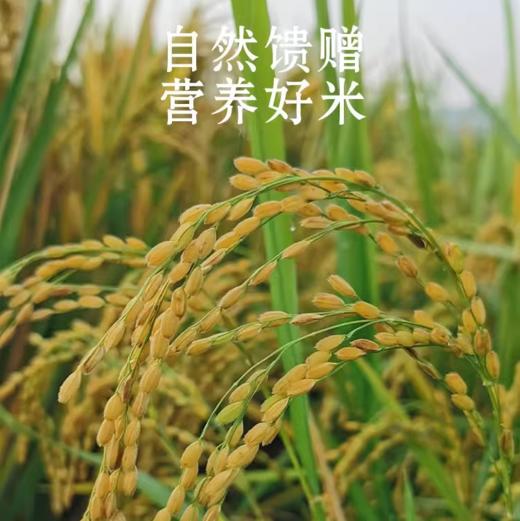 张家界老种子有机胚芽米 土著农耕 生态种植 无化肥 无杀虫剂 无除草剂 商品图3