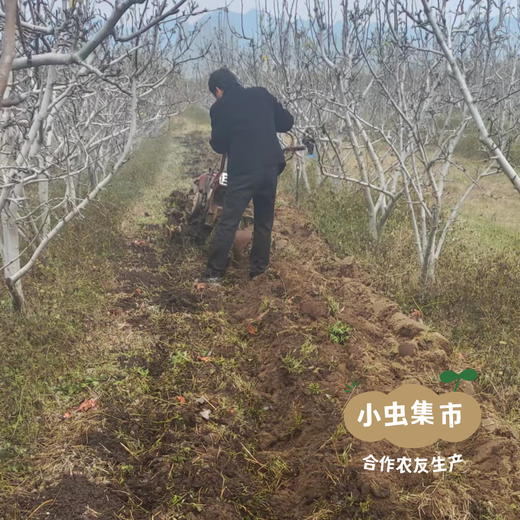 【标果每箱赠送一袋100克秋梨膏】小空山有机黄金梨 | 合作农友生产，来自河南南召县，生产者：李 鹏 *【公平贸易农人定价】 商品图11