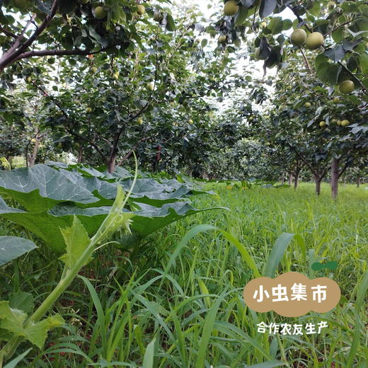 生态玉露香梨 4.8斤/5斤 | 合作农友生产，来自河南平顶山，生产者：铁国伟 *【公平贸易农人定价】 商品图10