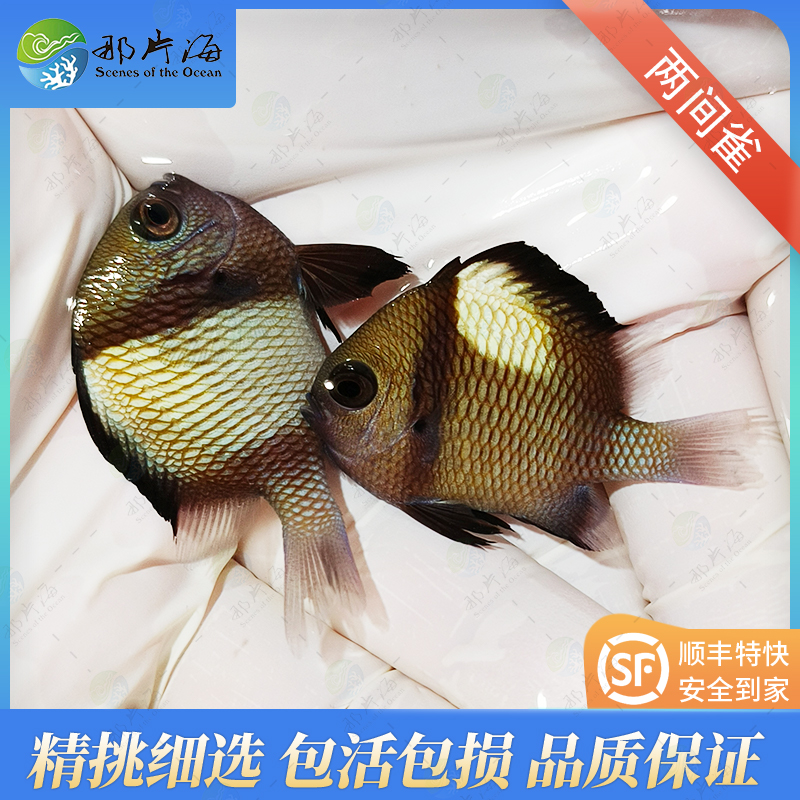 二间雀Dascyllus reticulatus