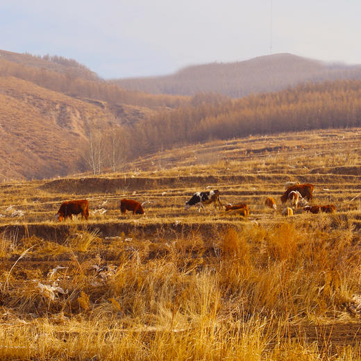 【送礼必备】国产好肉牛羊肉优惠套餐牛羊肉礼盒  高原放养   羊排/羊腿肉/羊小腿/牛腩/牛腿肉 急冻锁鲜  共5斤 商品图4