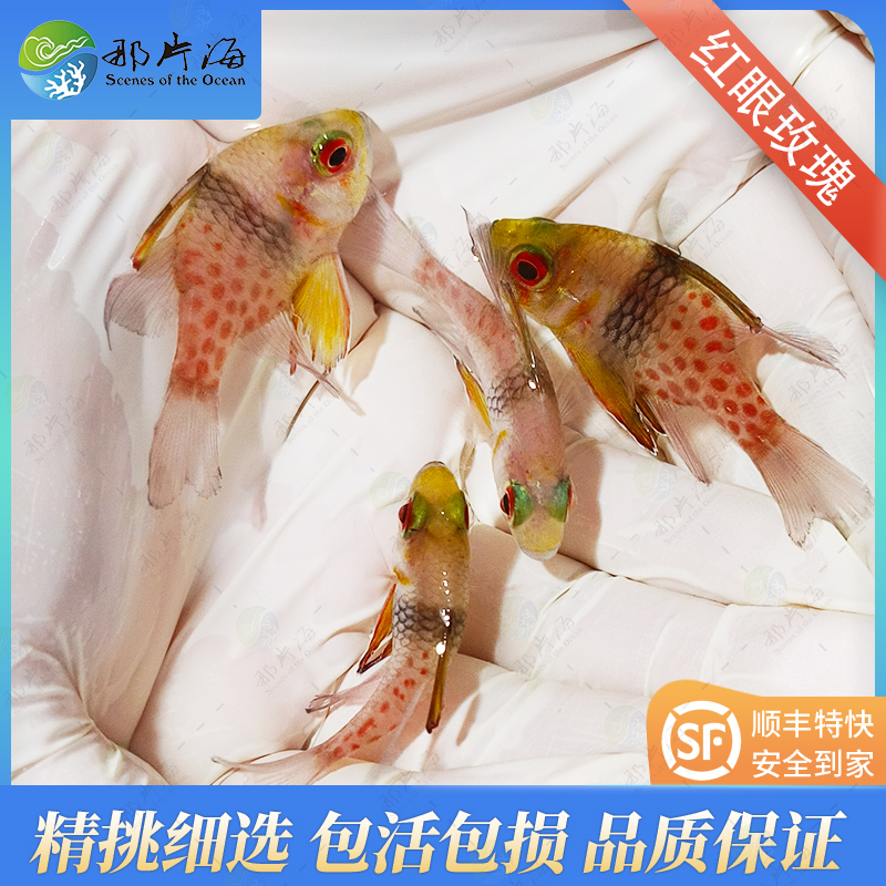 红眼玫瑰Sphaeramia nematoptera