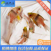 红眼玫瑰Sphaeramia nematoptera 商品缩略图0