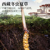 神农金康 冬虫夏草 3条/g 10克礼盒装 西藏那曲虫草 高品质干虫草 送礼滋补营养品 送长辈父母 商品缩略图6