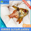 红眼玫瑰Sphaeramia nematoptera 商品缩略图1