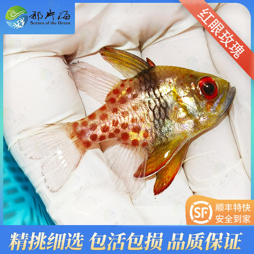 红眼玫瑰Sphaeramia nematoptera 商品图1