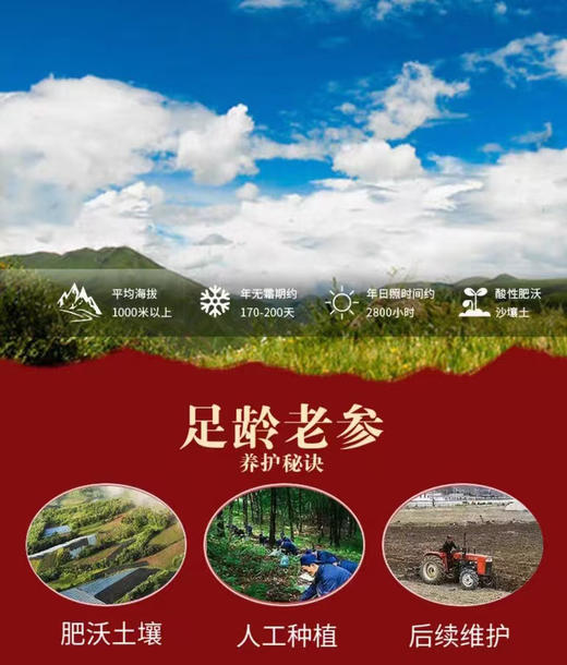 长白山人参，体型更像人形，没有残次，高山货没有泡水今年雨水多，没有黑斑病斑，没有用化肥等科技活，有机种植！4-5年参，8-12支，200克/箱 商品图1