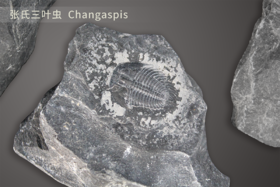 经典化石标本套盒（26种）