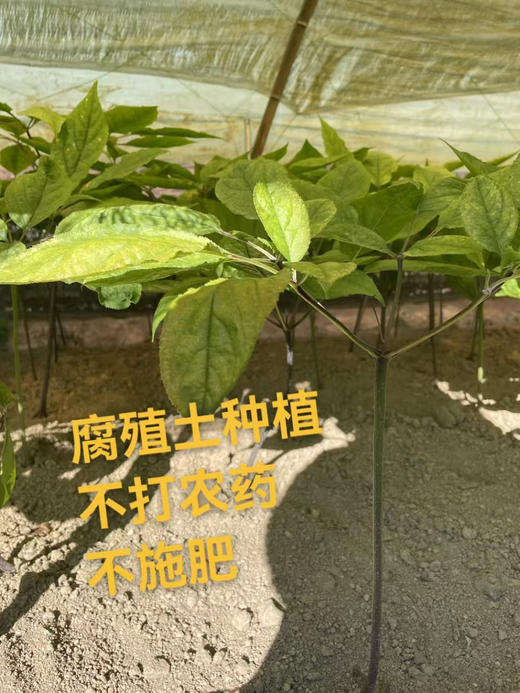 长白山人参，体型更像人形，没有残次，高山货没有泡水今年雨水多，没有黑斑病斑，没有用化肥等科技活，有机种植！4-5年参，8-12支，200克/箱 商品图6