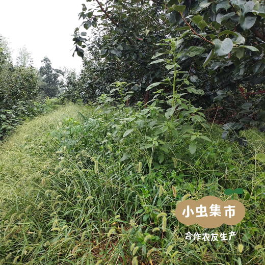 生态玉露香梨 4.8斤/5斤 | 合作农友生产，来自河南平顶山，生产者：铁国伟 *【公平贸易农人定价】 商品图8