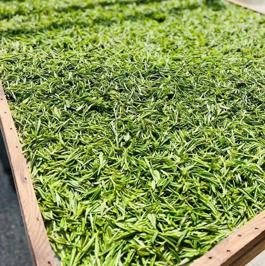 【碧螺红茶】苏州东山洞庭核心产区 碧螺春红茶金骏眉工艺花果香耐泡甘甜 商品图2