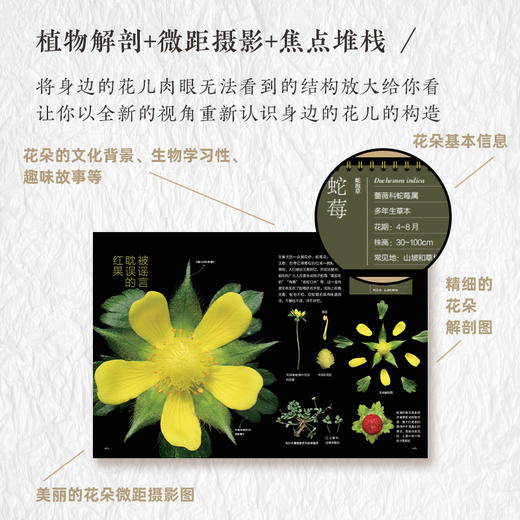 如何观察身边的花：有趣的植物解剖图鉴 商品图3