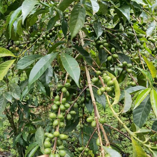 精品咖啡豆 商品图2