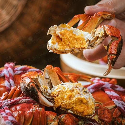 姑苏渔歌 大闸蟹礼券螃蟹礼盒团购礼品卡海鲜水产 皇家经典系列 588型公3.0两 母2.0两 6只 商品图5