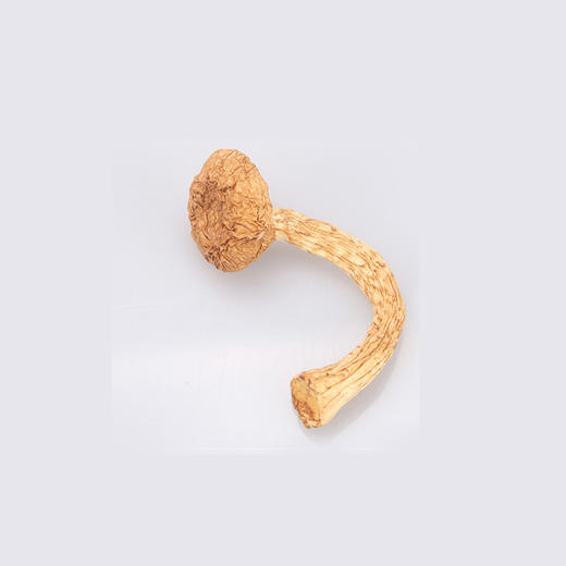 【自营】土极啦长白山滑子蘑菇 	60g*2罐	干货山货特产山珍凉拌营养健康JUNONG-030 商品图4
