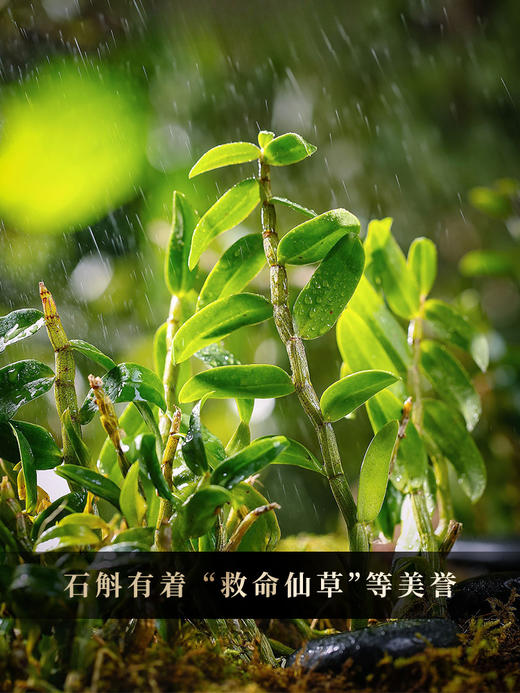 9月27日早9点【破损清仓】2024年【班章石斛】古寨春自主研发产品云南普洱茶云南铁皮石斛的邂逅 357g/饼 拍5发6拍20发25 商品图1