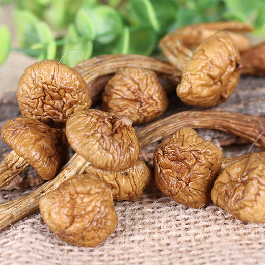 【自营】土极啦长白山滑子蘑菇 	60g*2罐	干货山货特产山珍凉拌营养健康JUNONG-030 商品图2