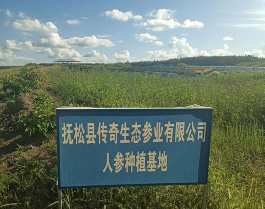 长白山人参，体型更像人形，没有残次，高山货没有泡水今年雨水多，没有黑斑病斑，没有用化肥等科技活，有机种植！4-5年参，8-12支，200克/箱 商品图4