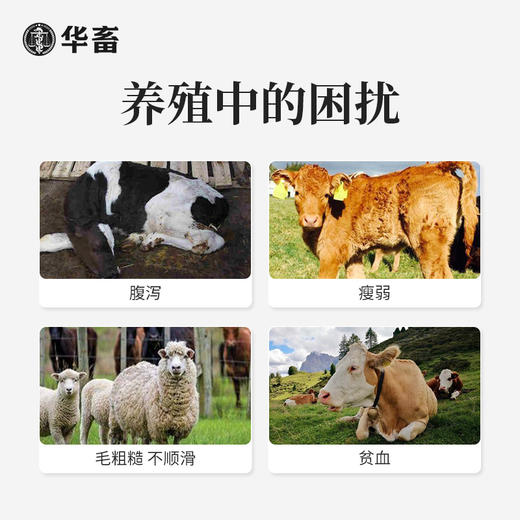 【积分兑换】阿苯达唑伊维菌素片 0.36g*100/瓶 抗寄生虫 商品图1