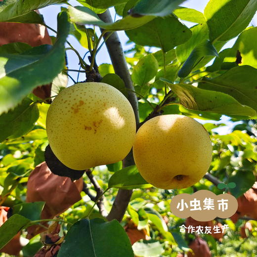 【标果每箱赠送一袋100克秋梨膏】小空山有机黄金梨 | 合作农友生产，来自河南南召县，生产者：李 鹏 *【公平贸易农人定价】 商品图7